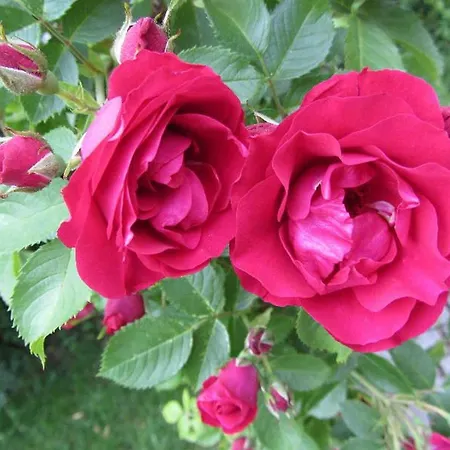 Am Bauerngarten Apartment