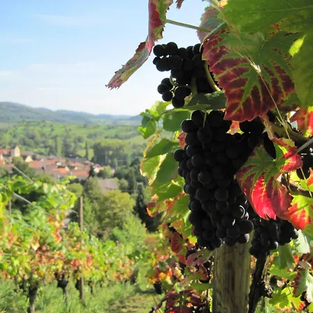 Am Bauerngarten Apartment *